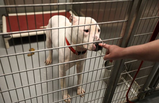 A look into the secret world of animal shelter euthanasia