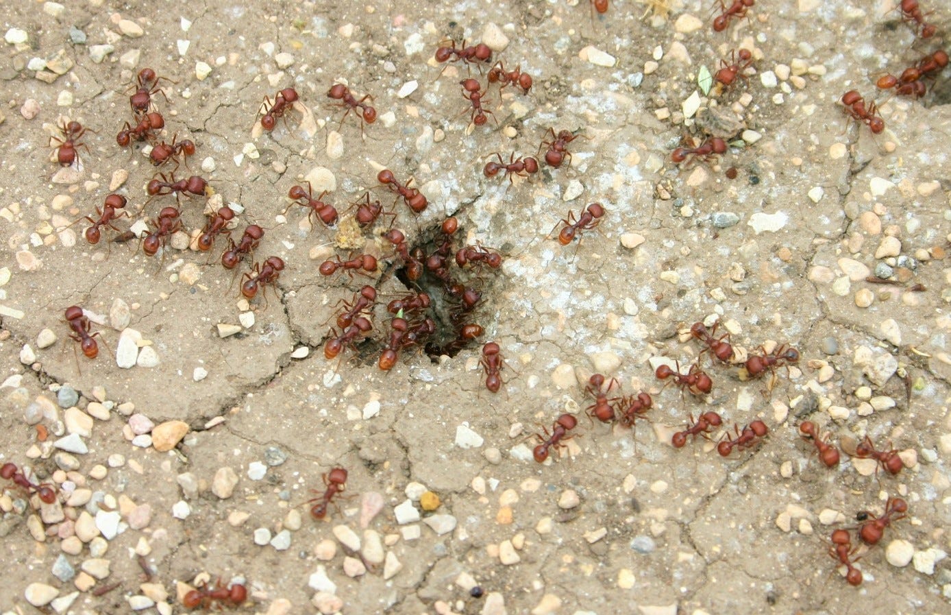 big red ants