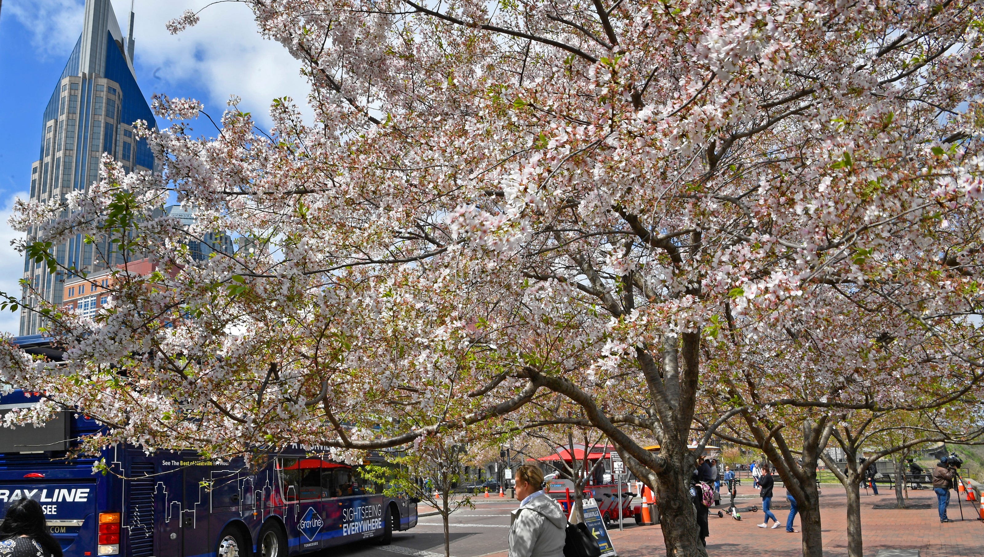 Nashville Cherry Blossom Festival a chance to celebrate friendship