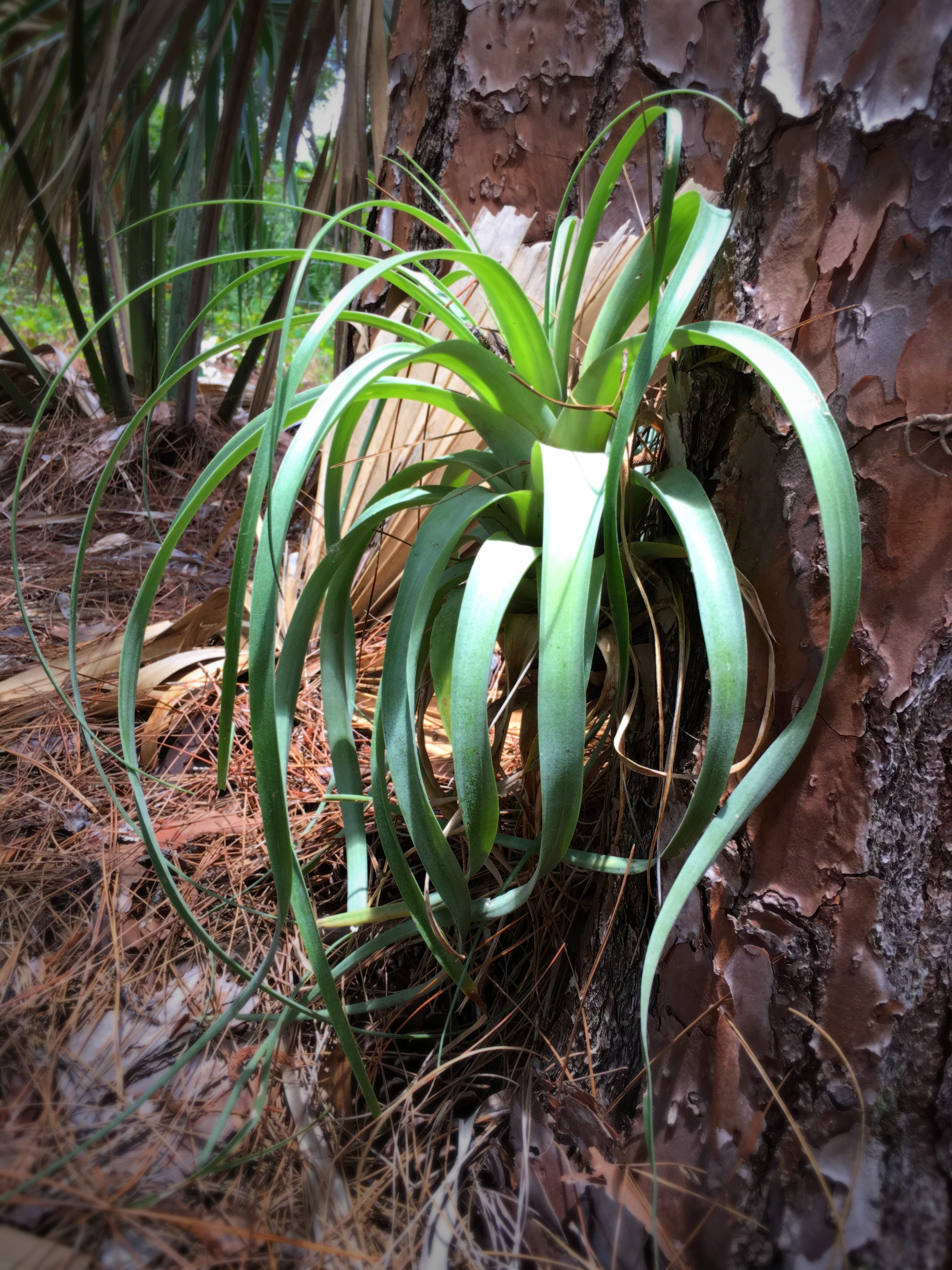 Giant Airplant Worth Keeping In Your Florida Landscape