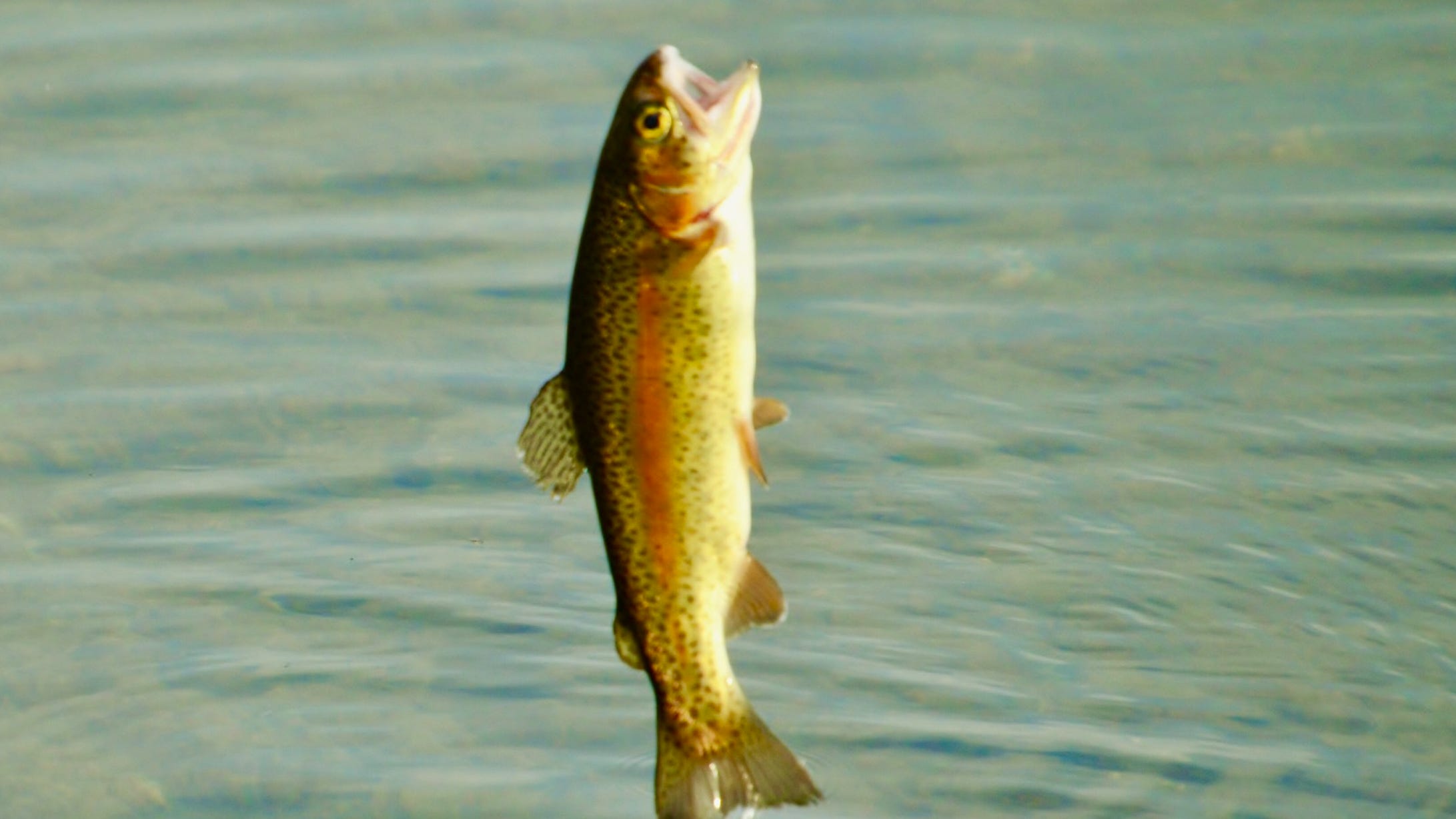Pa. trout fishing 2020 season Quick guide to dates, limits & licenses