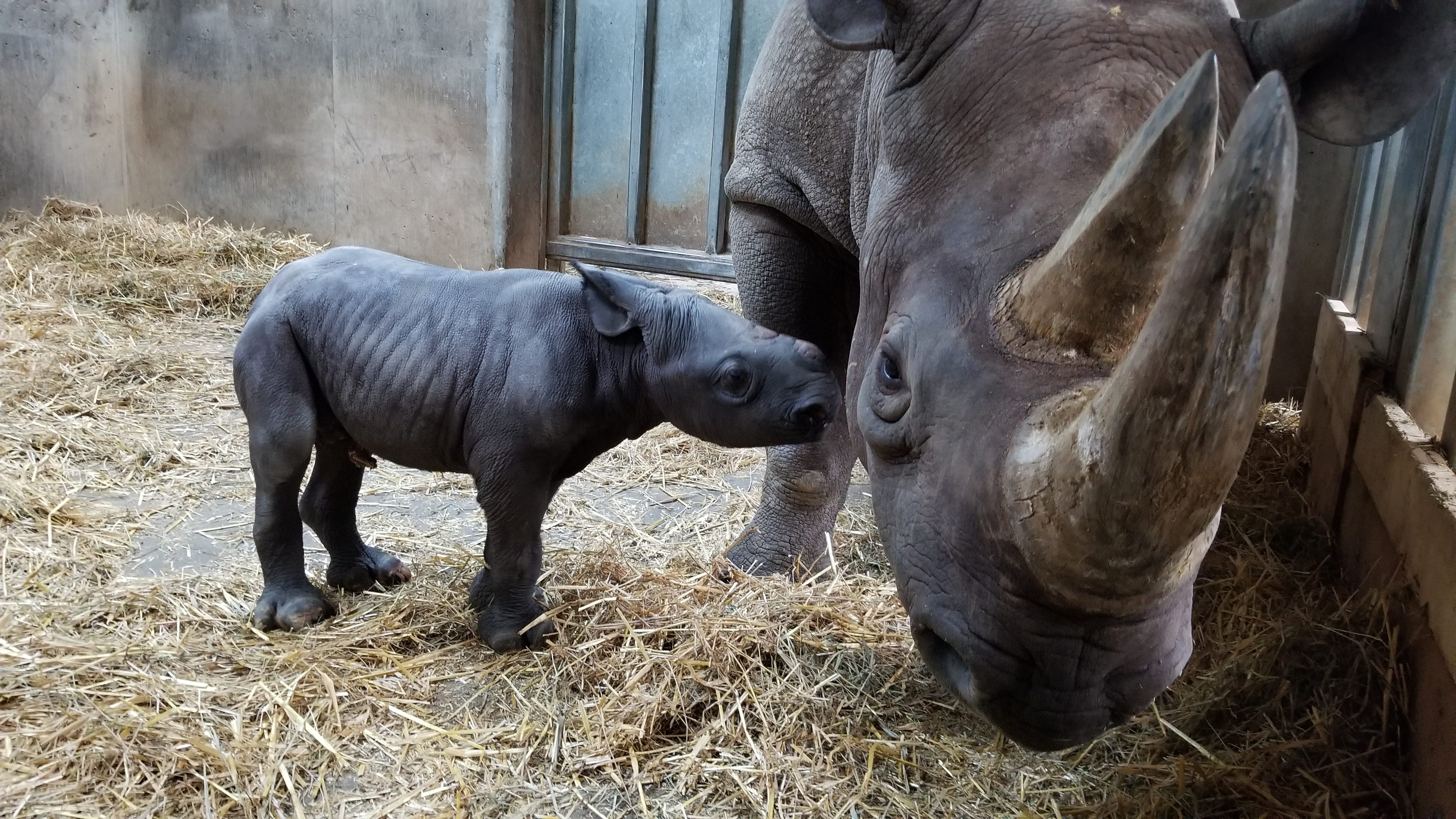 eastern black rhinoceros