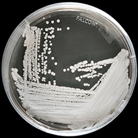 Candida auris is a deadly fungus that has popped...