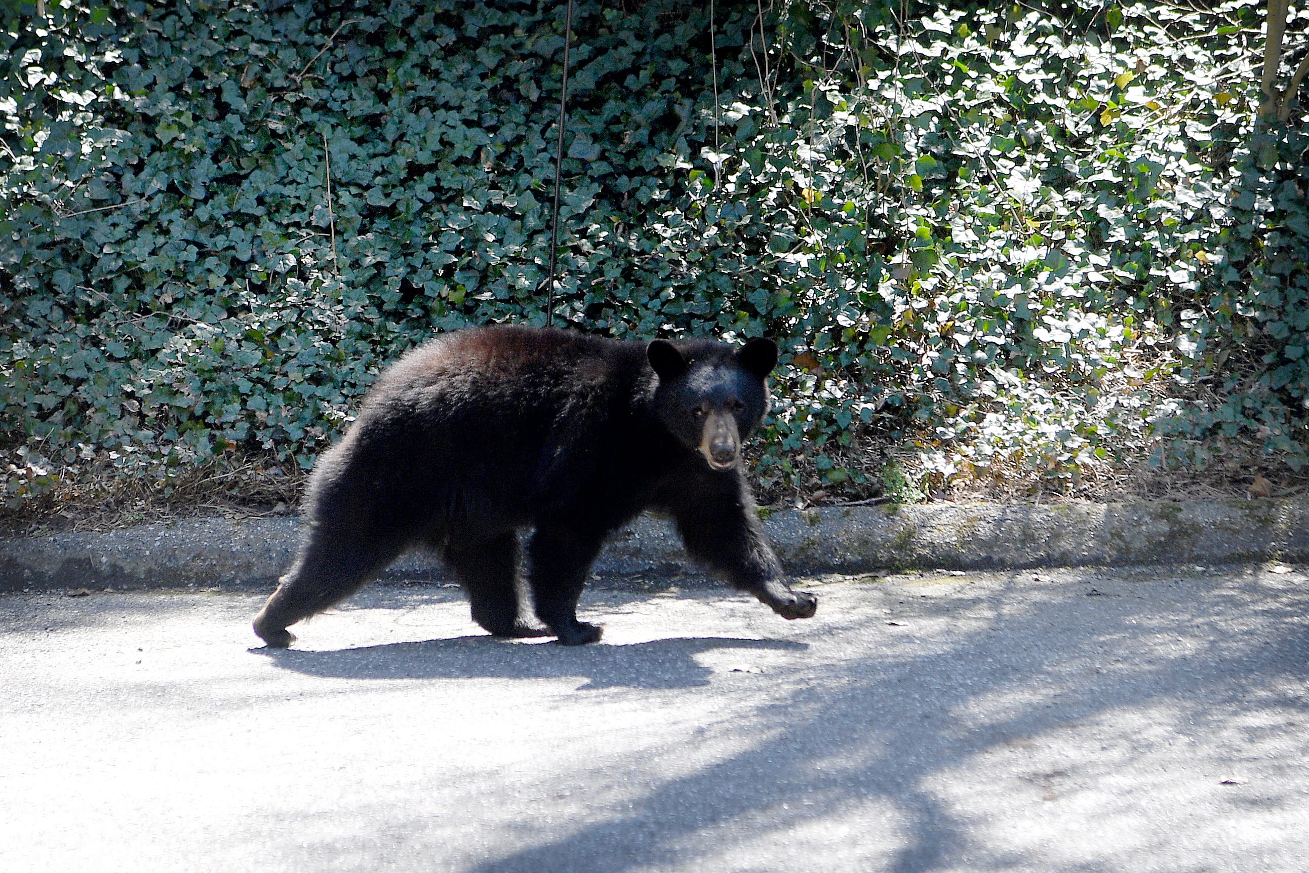 What To Do When You See A Black Bear In Asheville   5bf9f279 4f4b 41db B473 0e3b14daabe7 Bears NorthAsheville 001.JPG