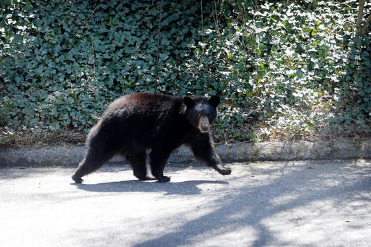 what-to-do-when-you-see-a-black-bear-in-asheville