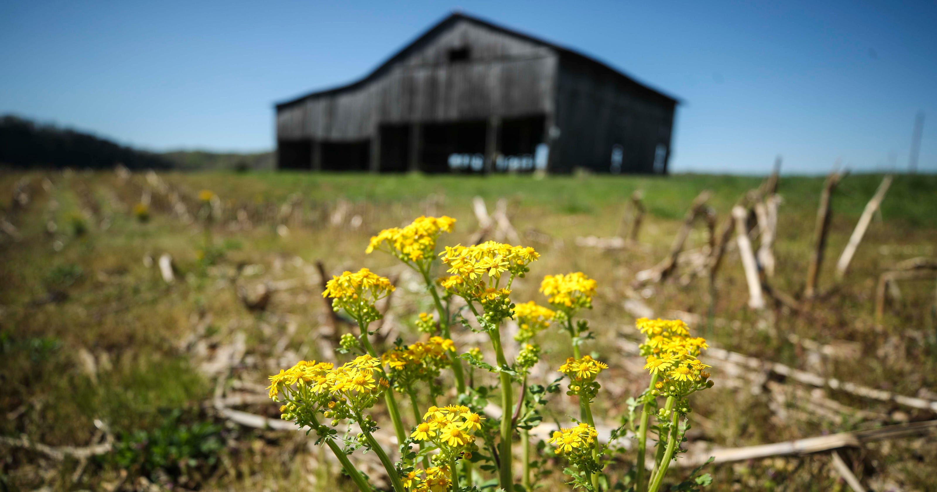 Thieves Strip Barns Bare For Fixer Upper Farmhouse Style Home Decor