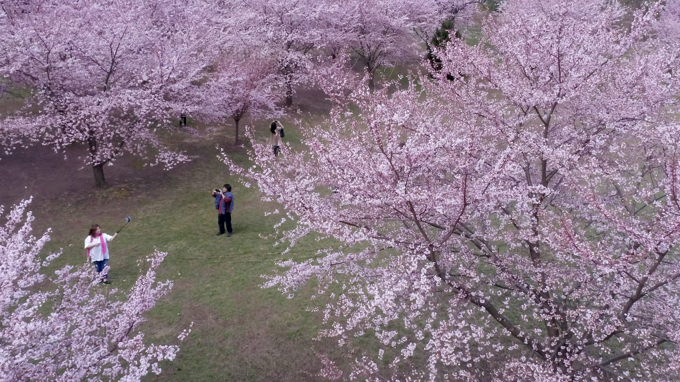 Branch Brook Park cherry blossoms in bloom in Newark NJ