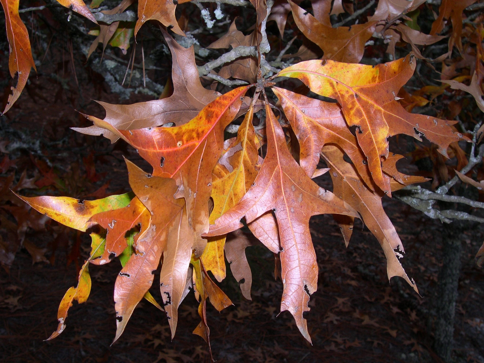 oak tree fall leaves