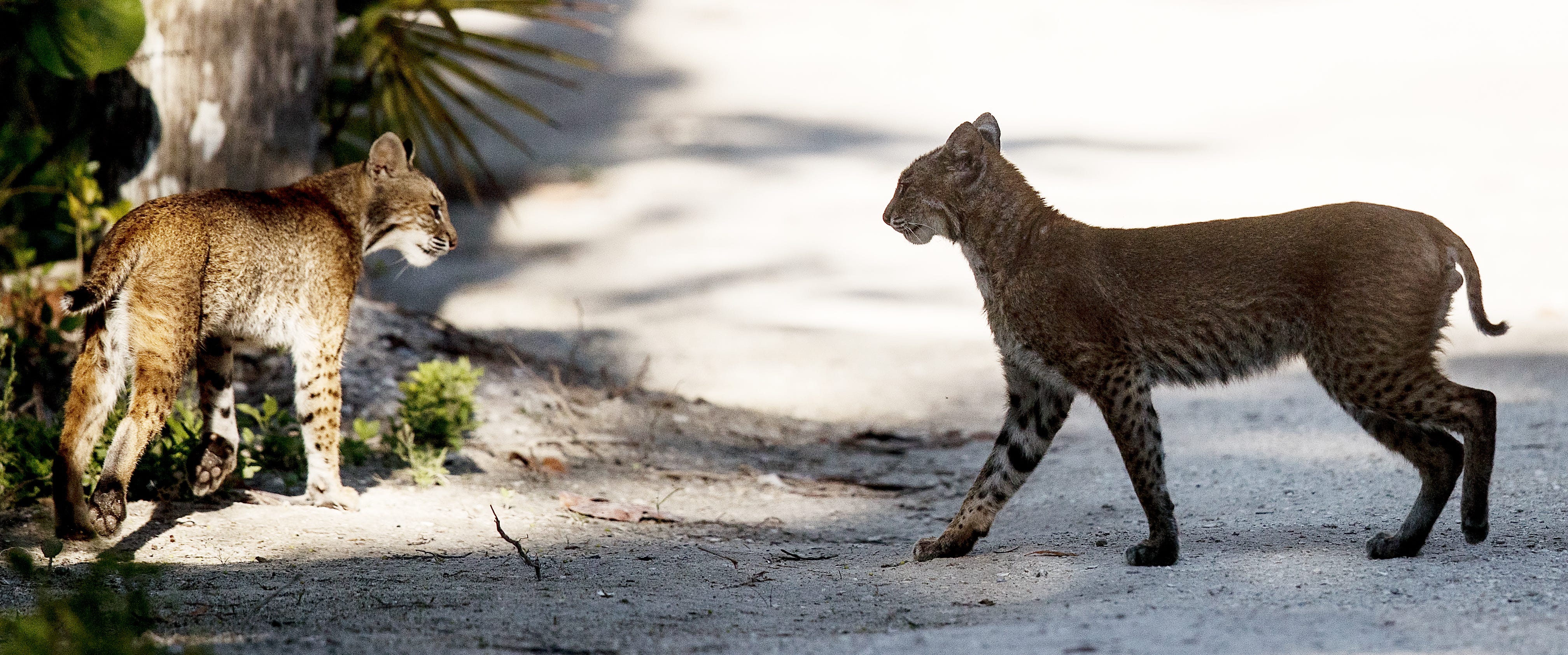 Bobcat or mountain lion not roaming Central NJ town, DEP says