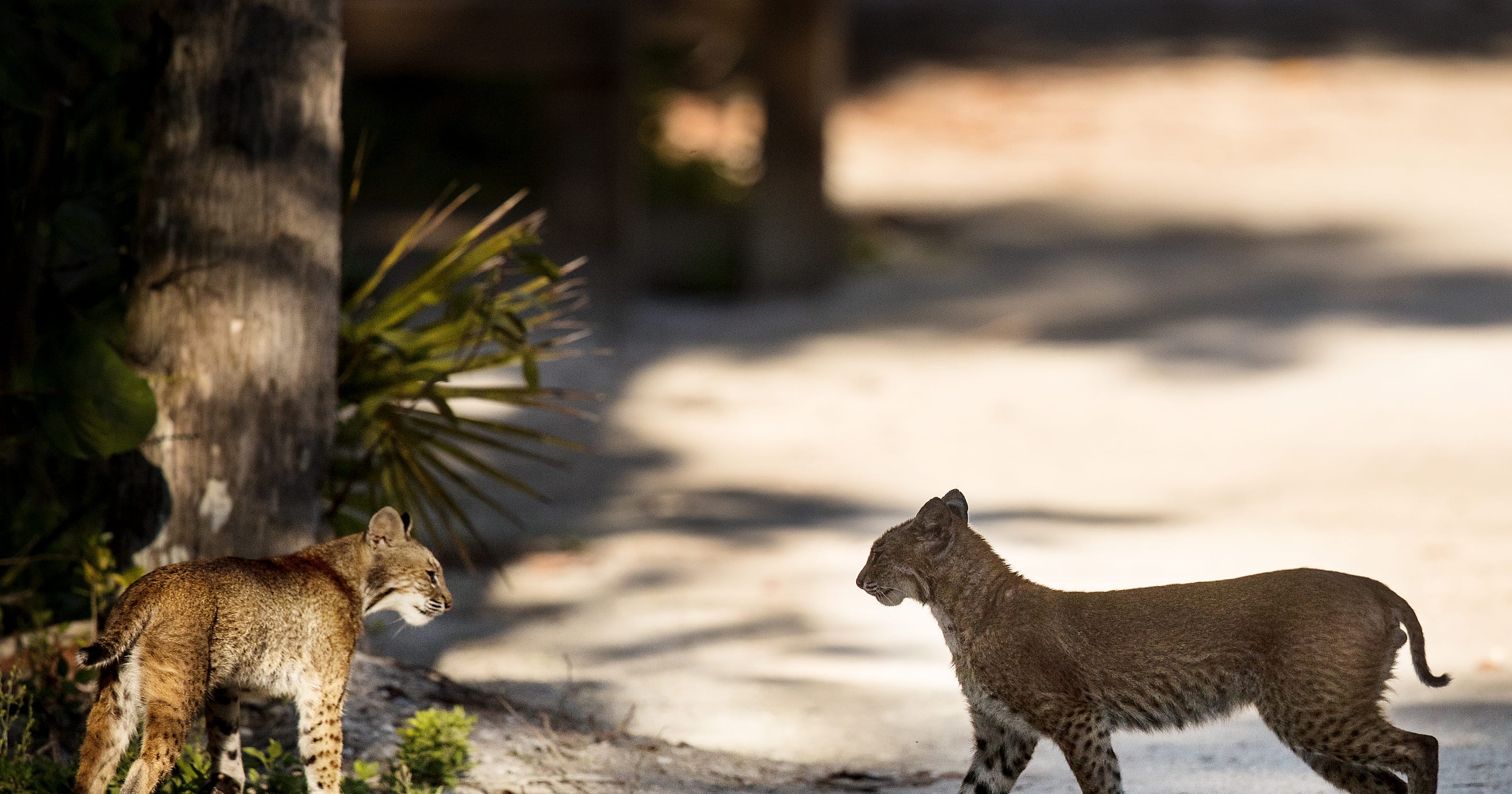 Facts to know about a bobcat (Lynx rufus)