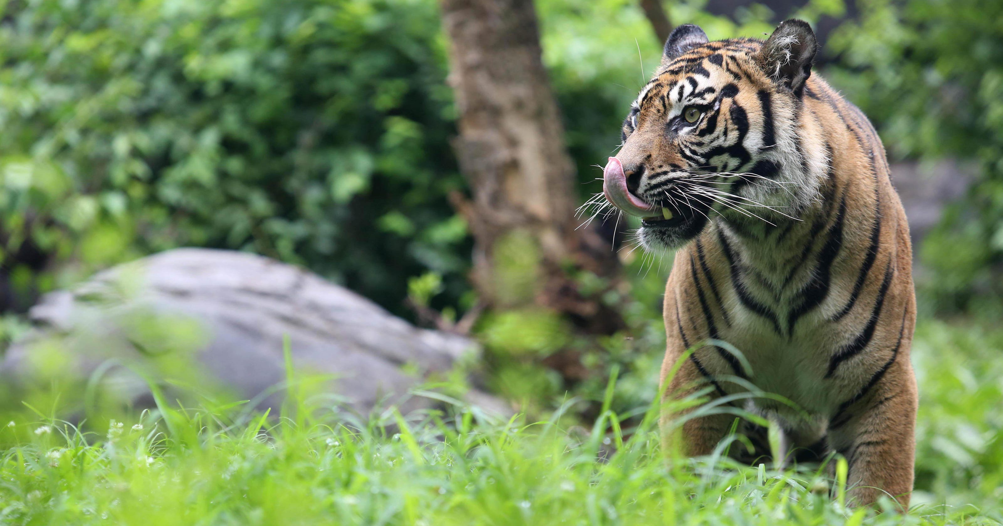 Sumatran tiger exhibit is open at Nashville Zoo