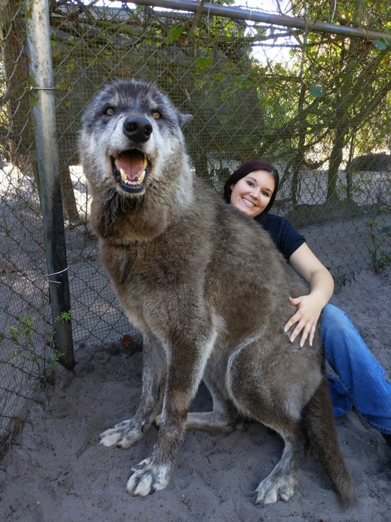 dire wolf dog breed