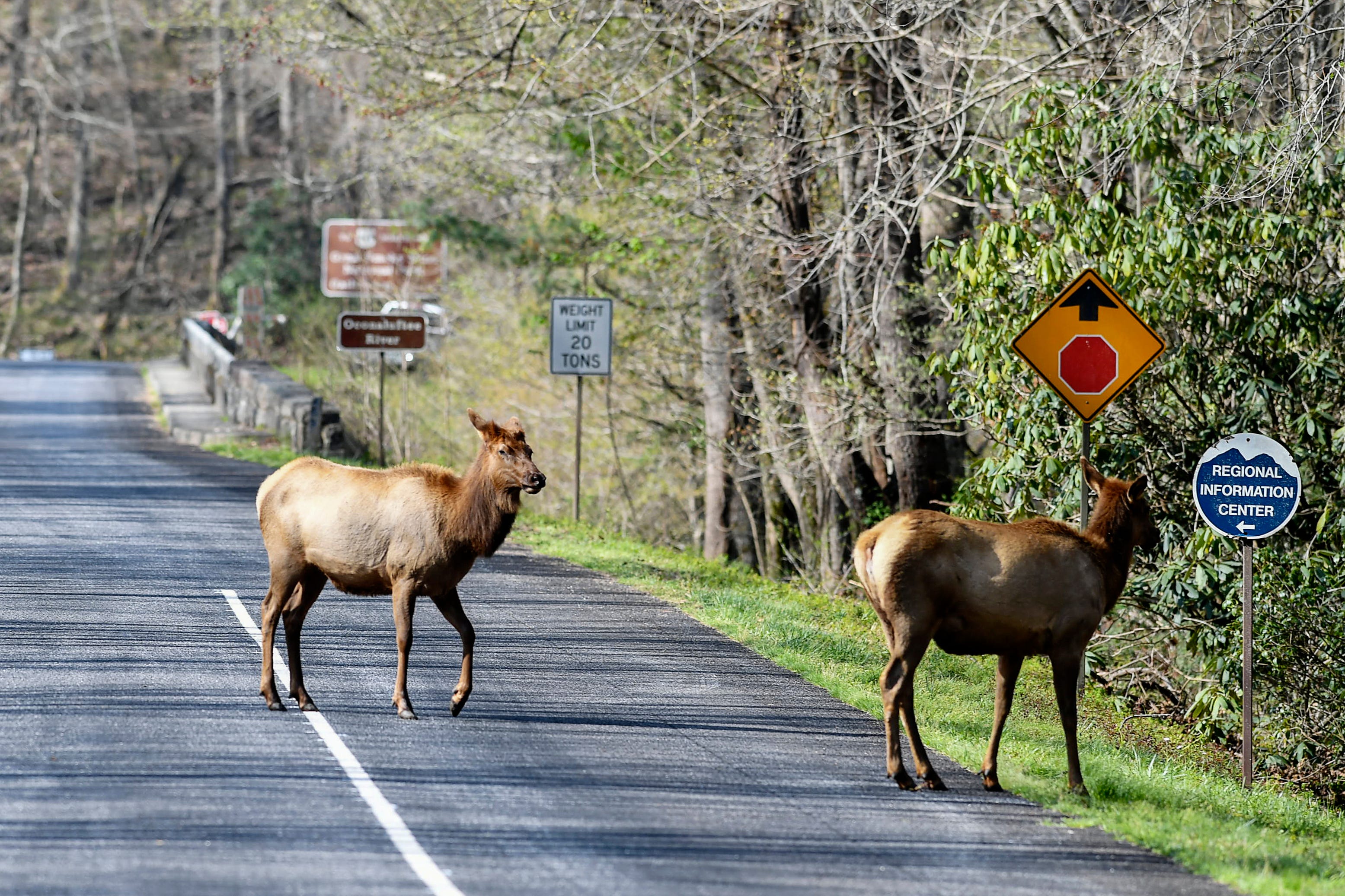 are dogs allowed in smoky mountain national park