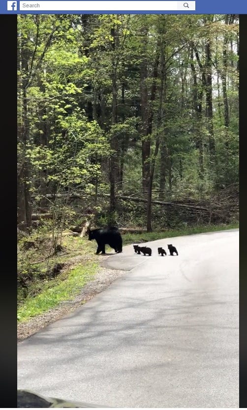 Cades Cove Bear Sighting Goes Viral On Facebook