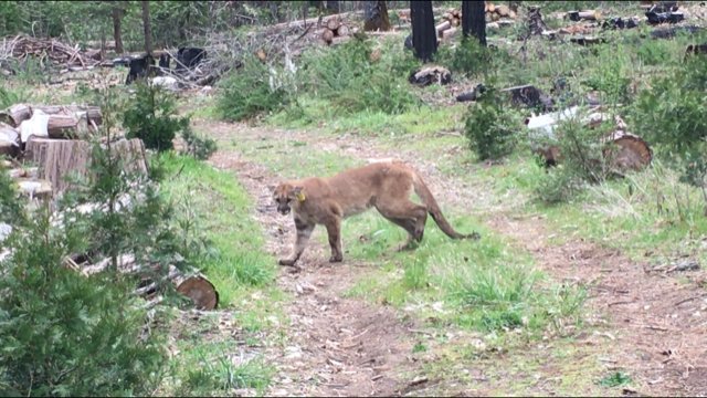 mountain lion california