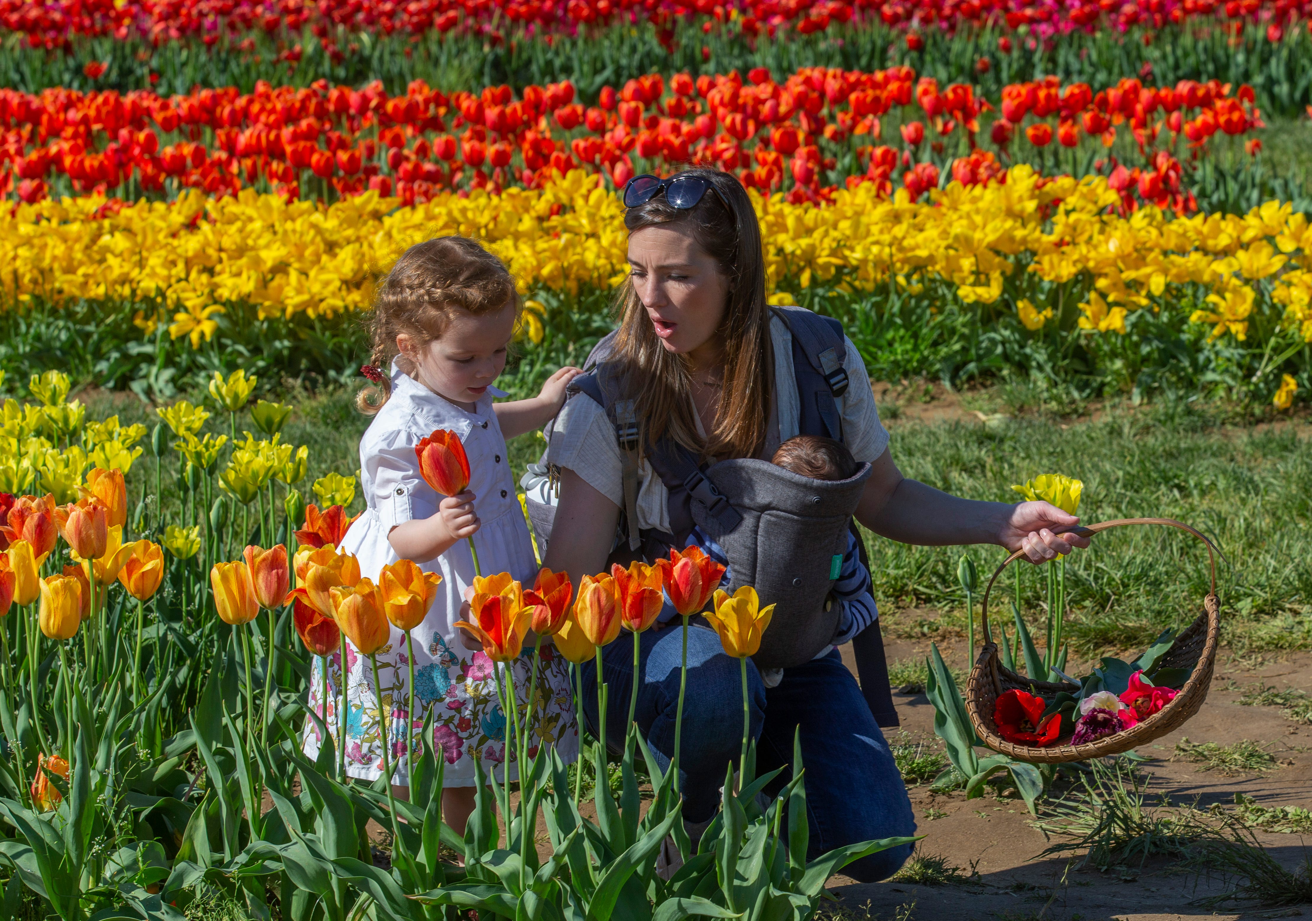 Holland Ridge Farms Tulip Festival draw large crowds in Cream Ridge