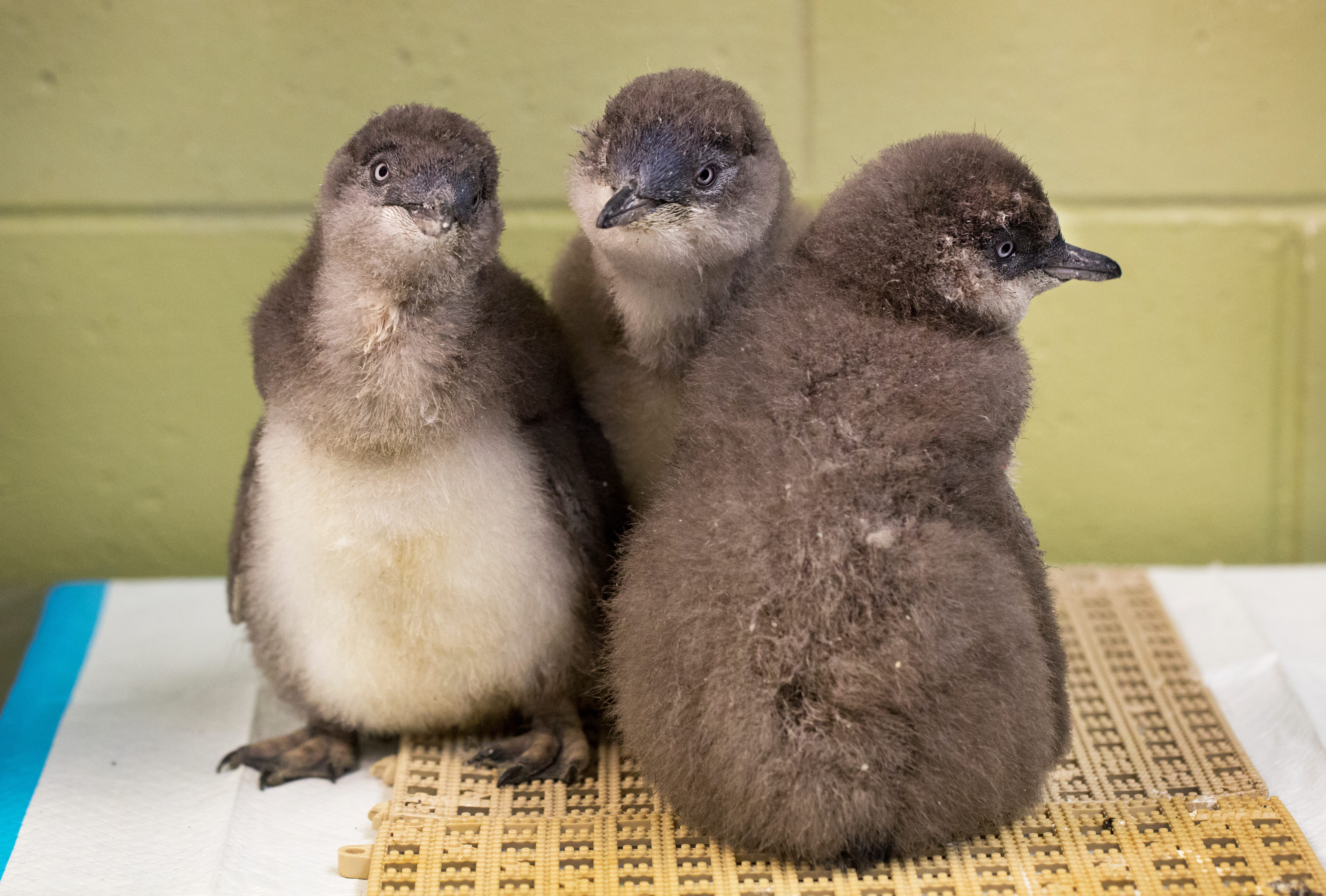 Meet This Year's Class Of Zoo Babies At The Cincinnati Zoo