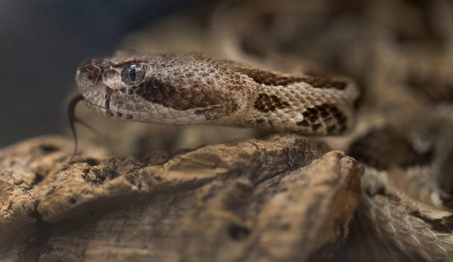 Venomous Snakes Of Tennessee Copperhead Rattlesnake And Cottonmouth