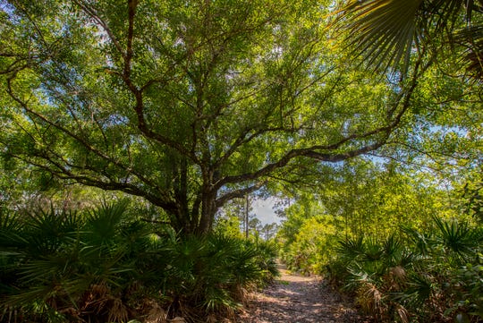 Cape Corals Yellow Fever Creek Preserve Is A Hidden Gem