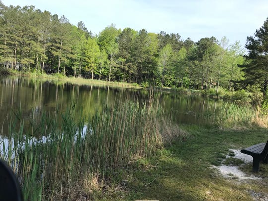 Ocean Pines pond again attracting diverse wildlife