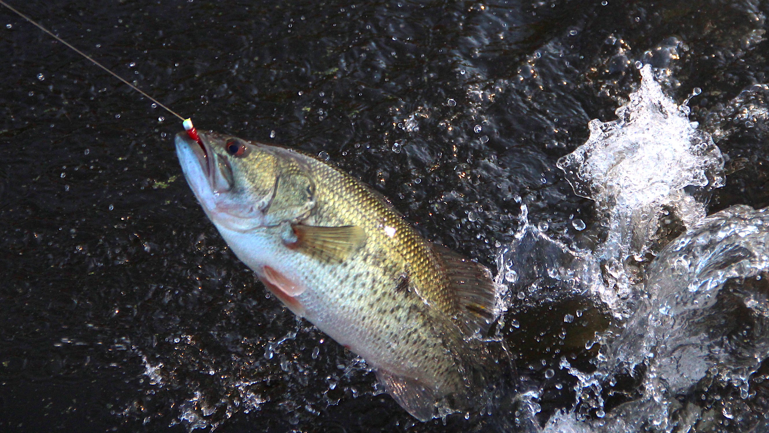 Bass season arrives in New York; what to know amid coronavirus