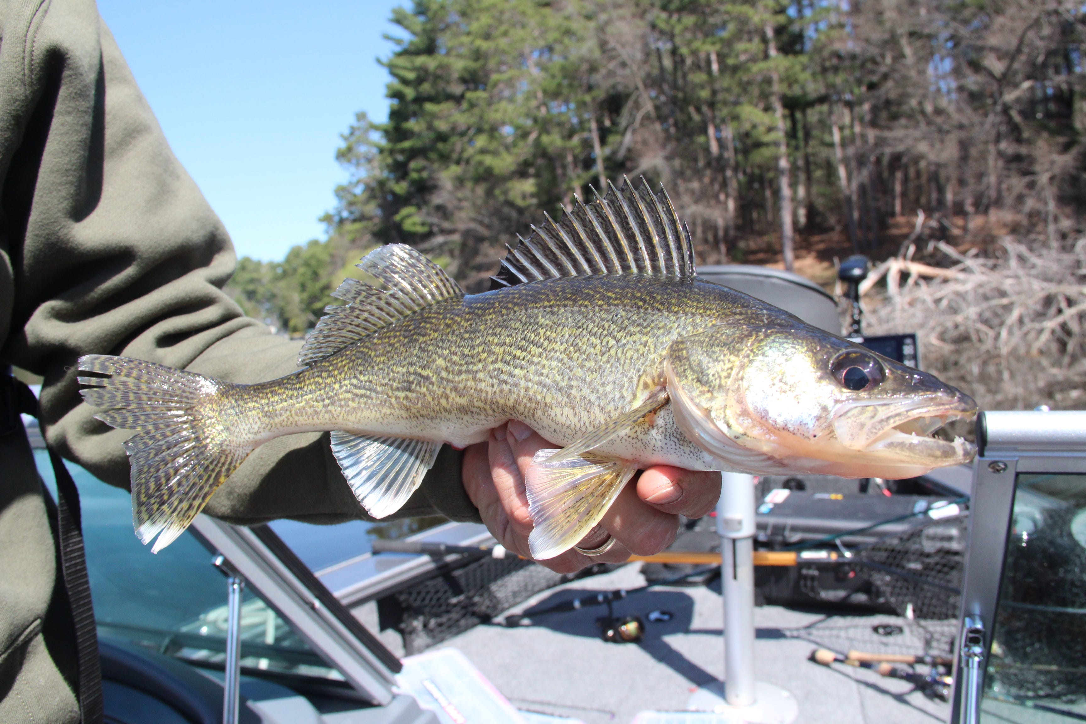 walleye pictures