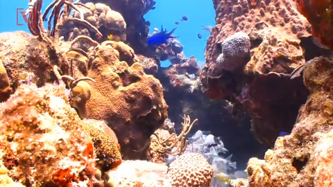 reefs causing poles