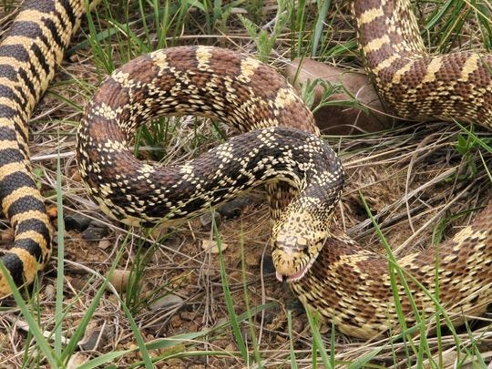 How to protect yourself and your dog from rattlesnake bites