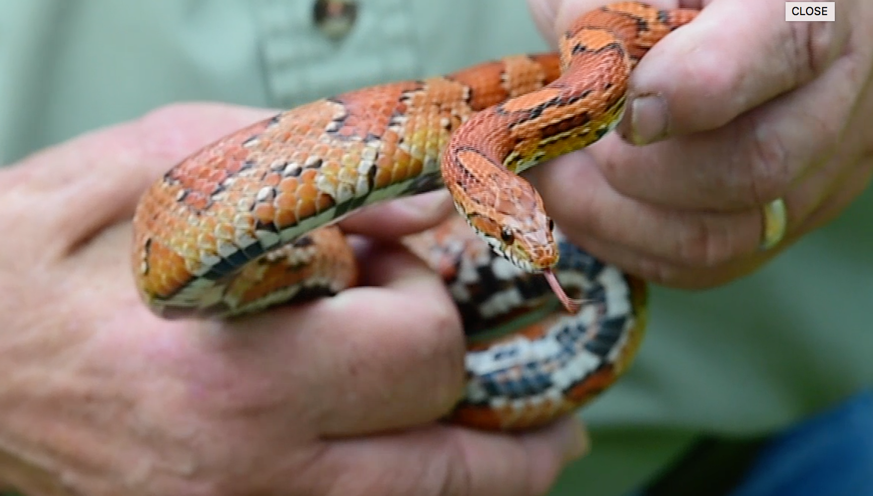 Snakes In Ms: How Likely Is It To Be Bitten Or Die From A Bite?