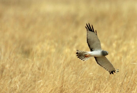 Bald Eagle Peregrine Falcon Among 19 Animals Off Ny