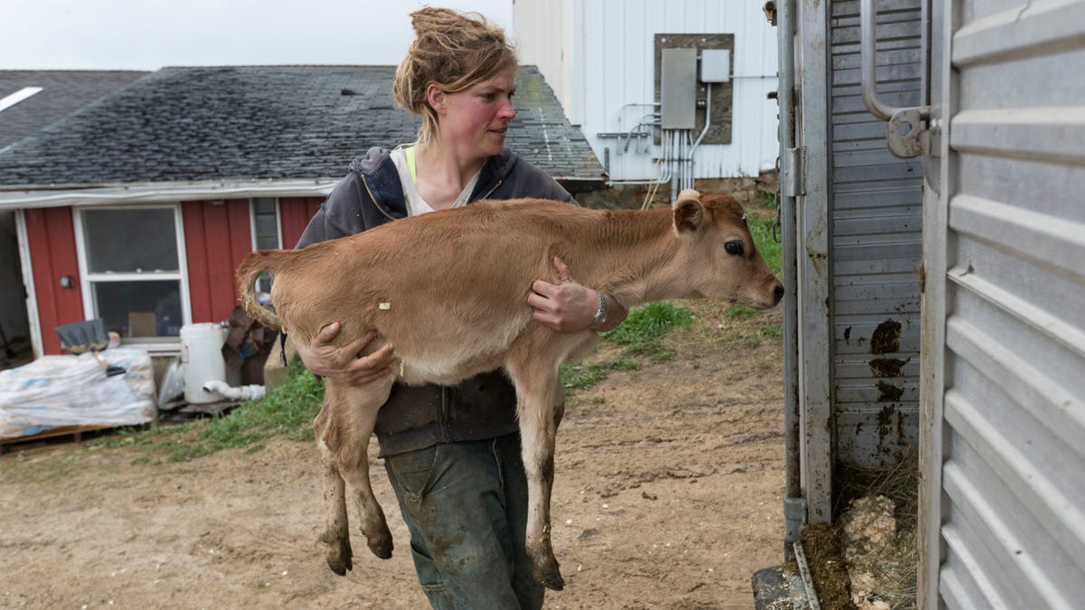 Wisconsin dairy farms closing as milk prices drop, economics get tough