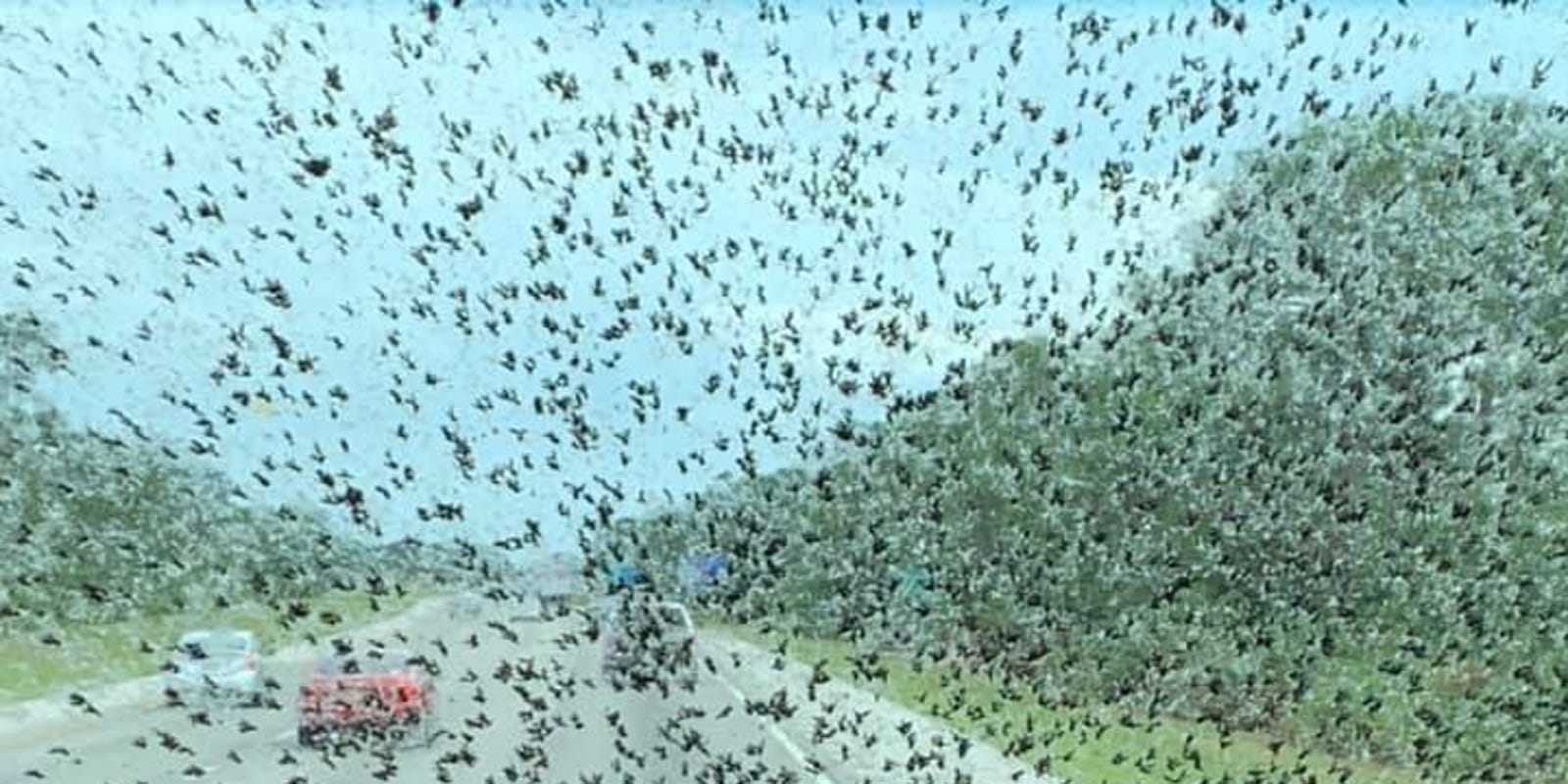 Florida lovebug invasion Do they have a purpose?