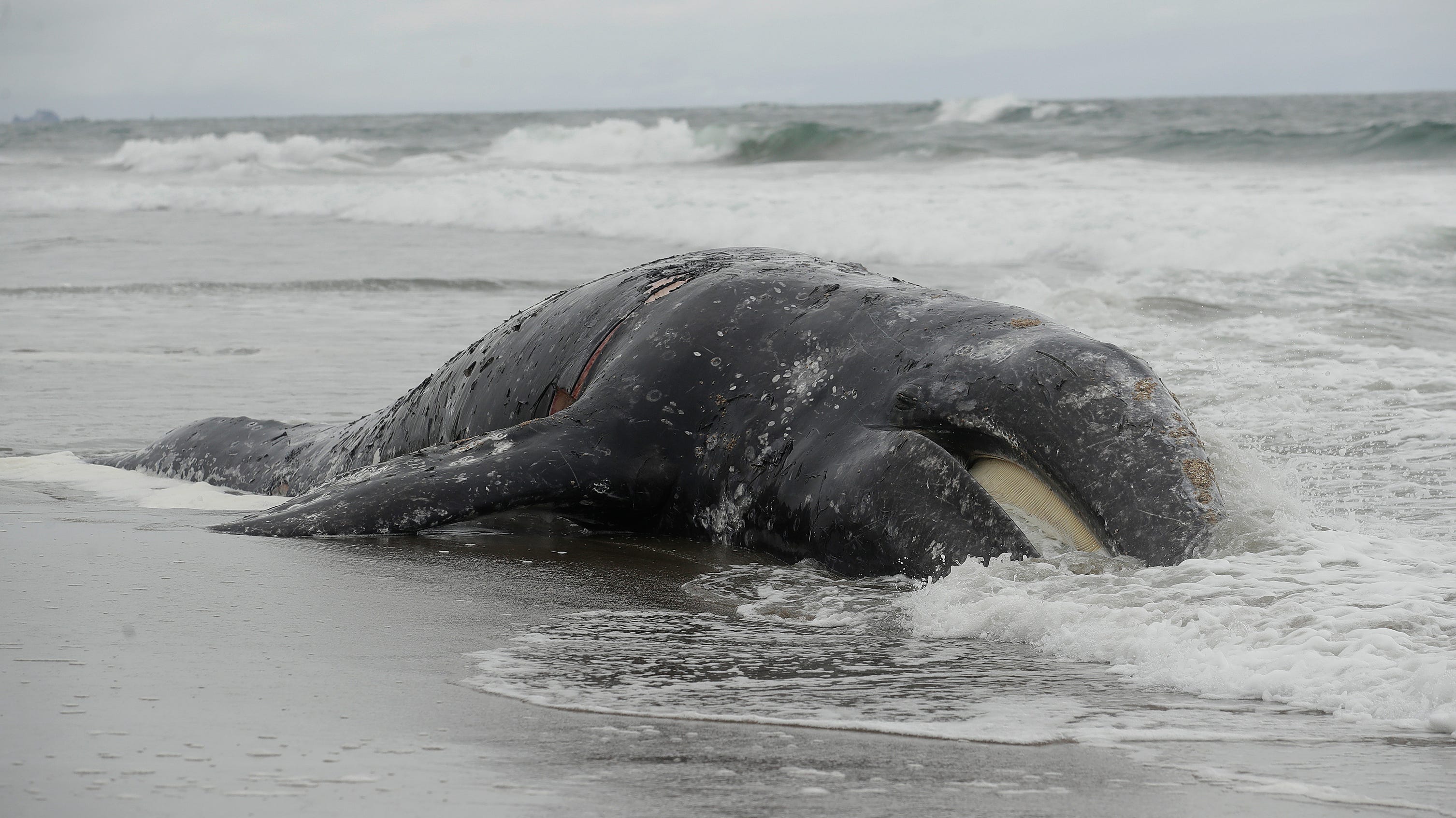 beached whale