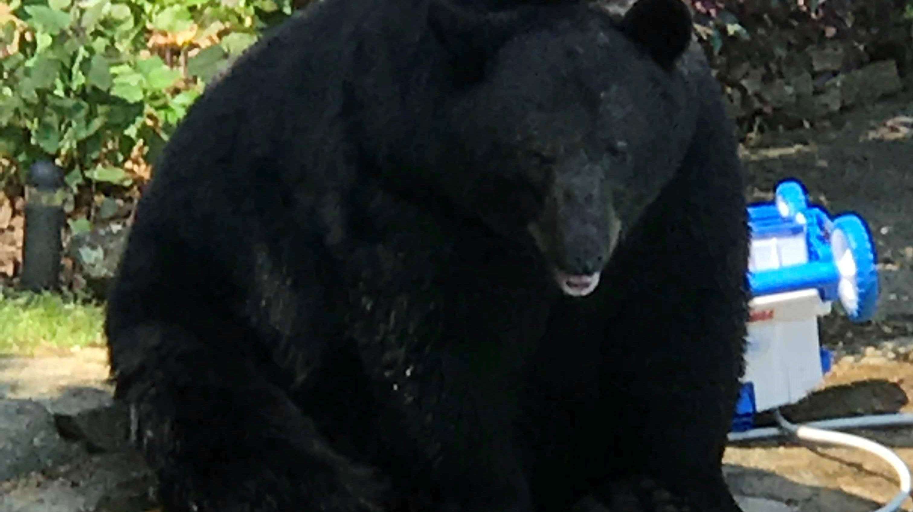 answer-man-biggest-black-bear-ever-in-north-carolina