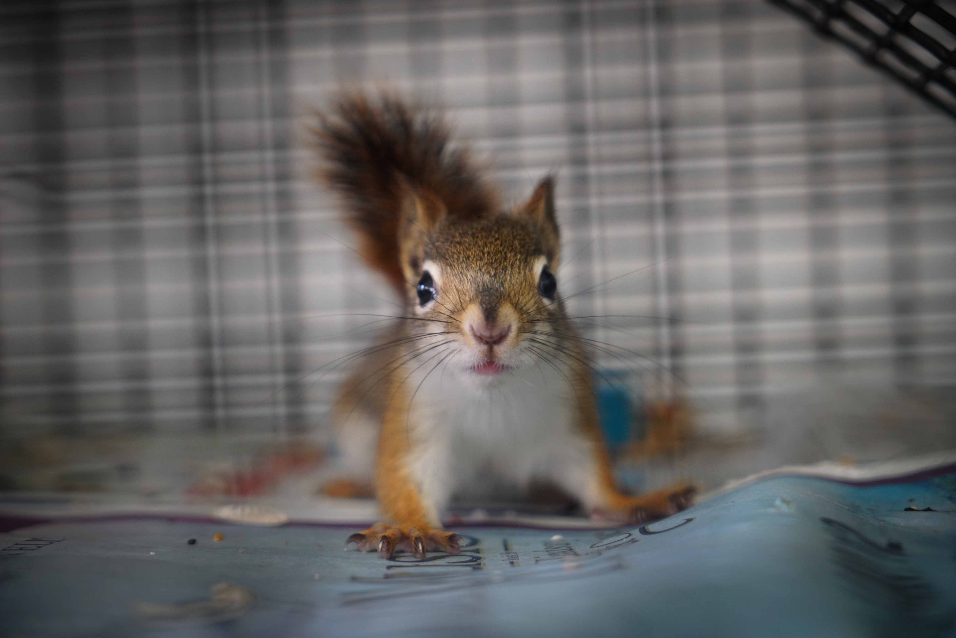 chipmunk rescue near me