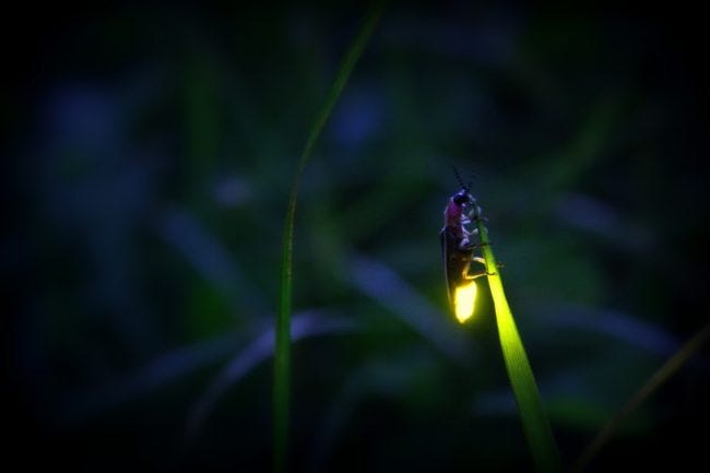 Firefly Best Dry
