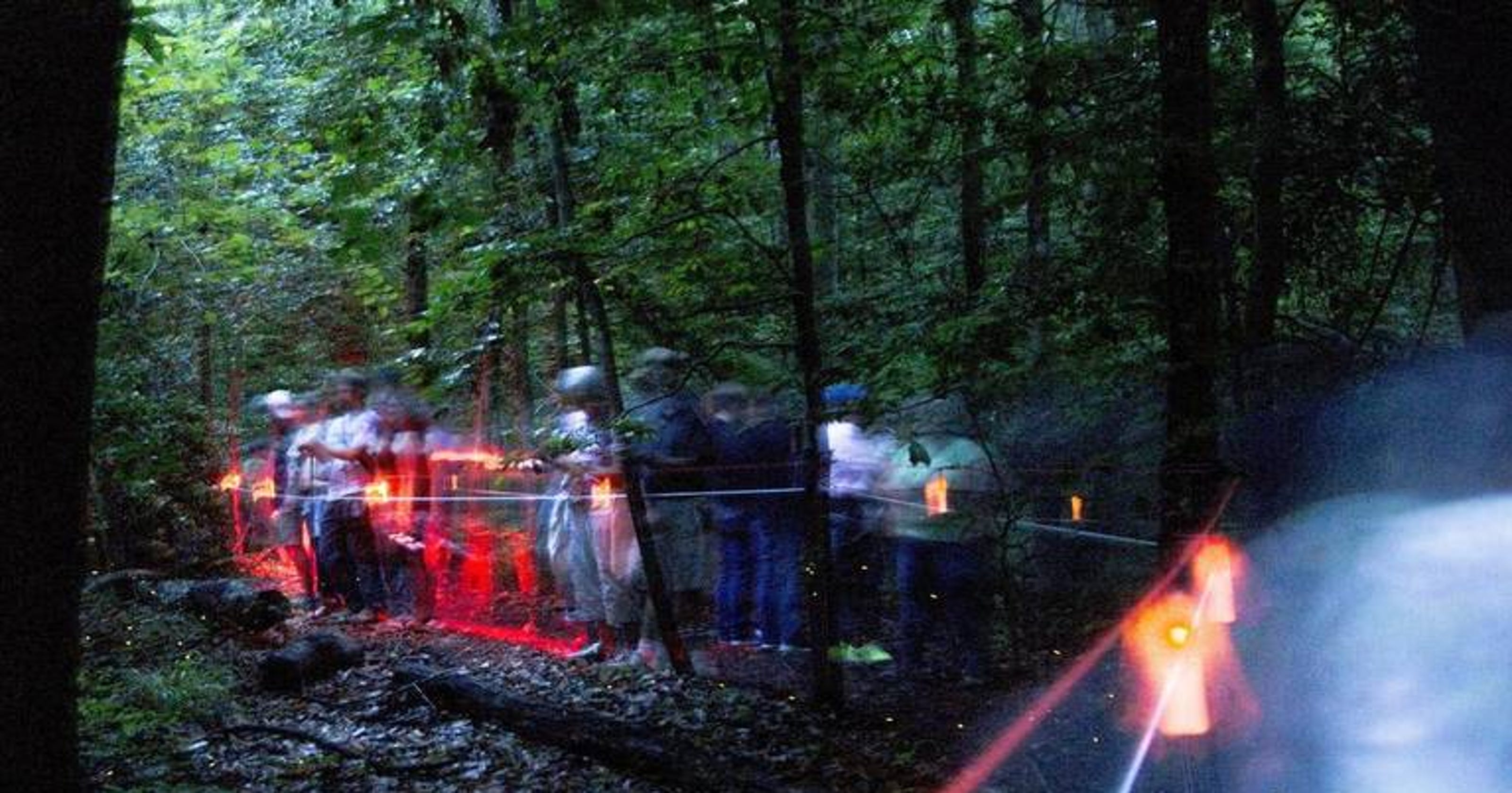 Congaree's synchronous fireflies are back in SC! Best ways to see them