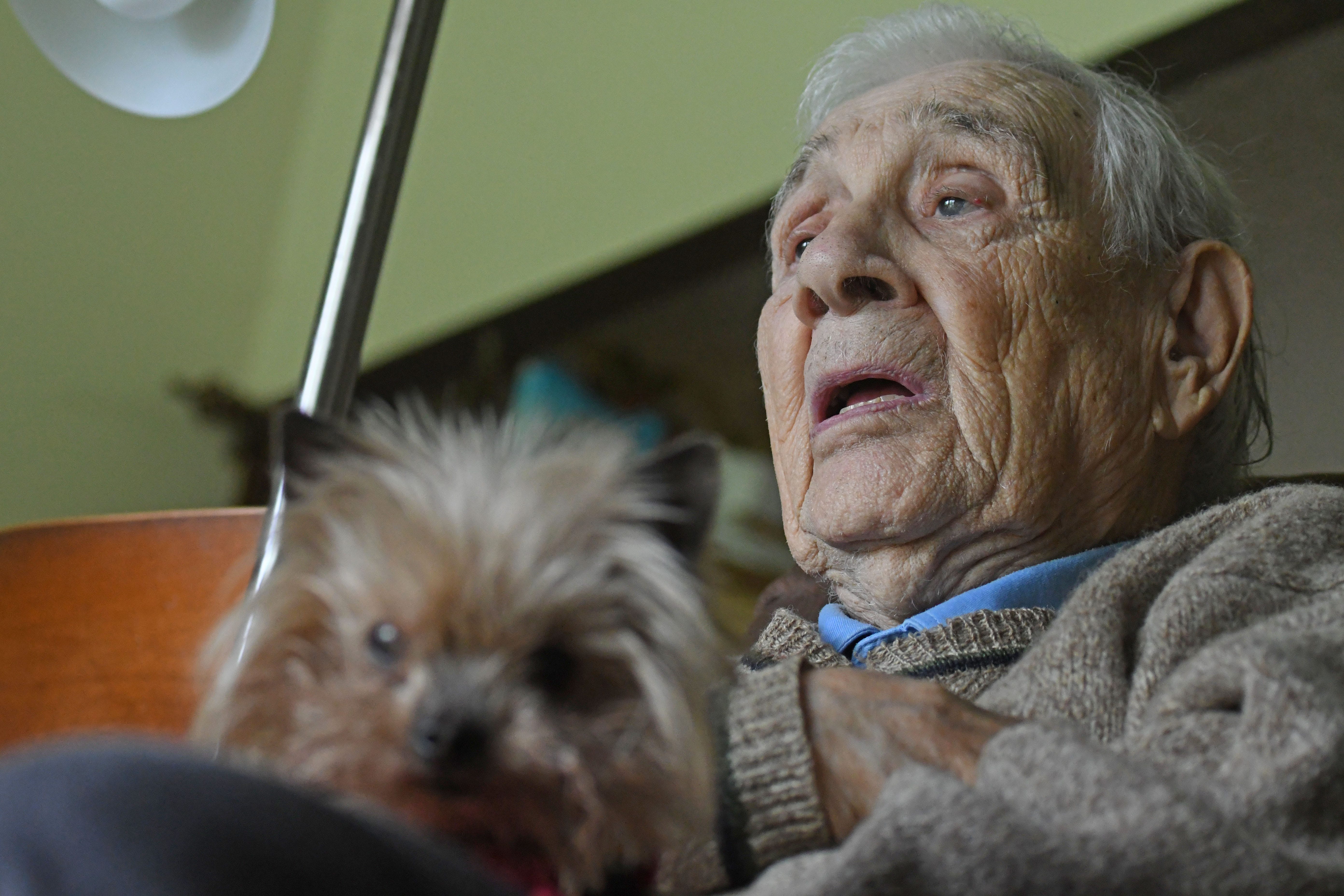 Yorkshire Terrier Who Served As A War Dog In Ww2