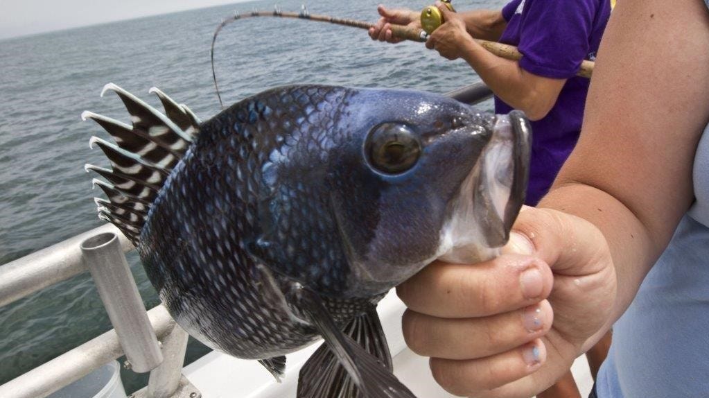NJ fishing Sea bass season reopens, get 'em while they're in