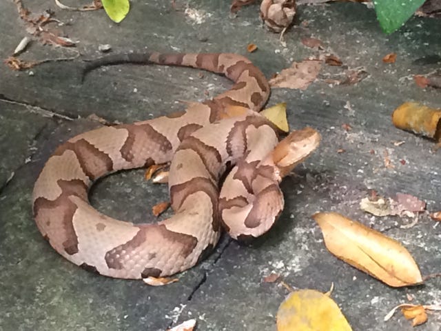 Venomous Snakes Of Tennessee Copperhead Rattlesnake And Cottonmouth