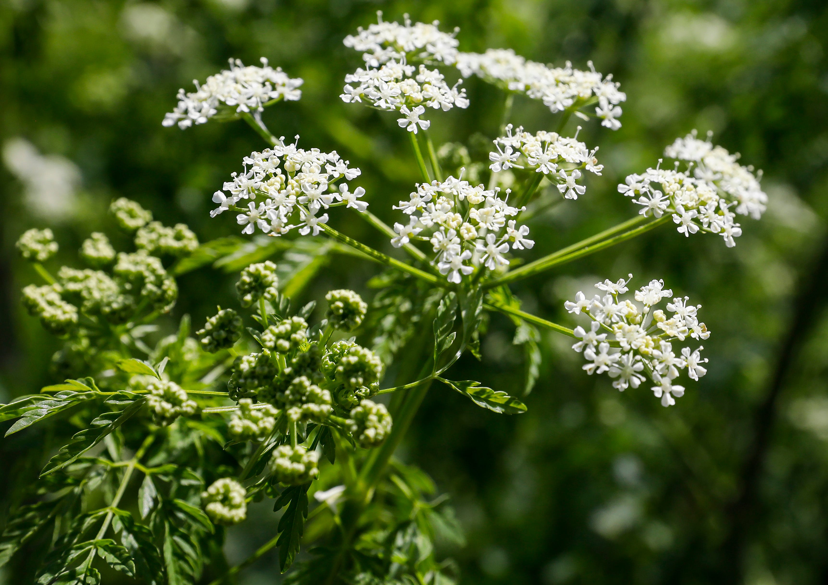 Deadly Poison Hemlock Found Growing Near Killian Sports Fields