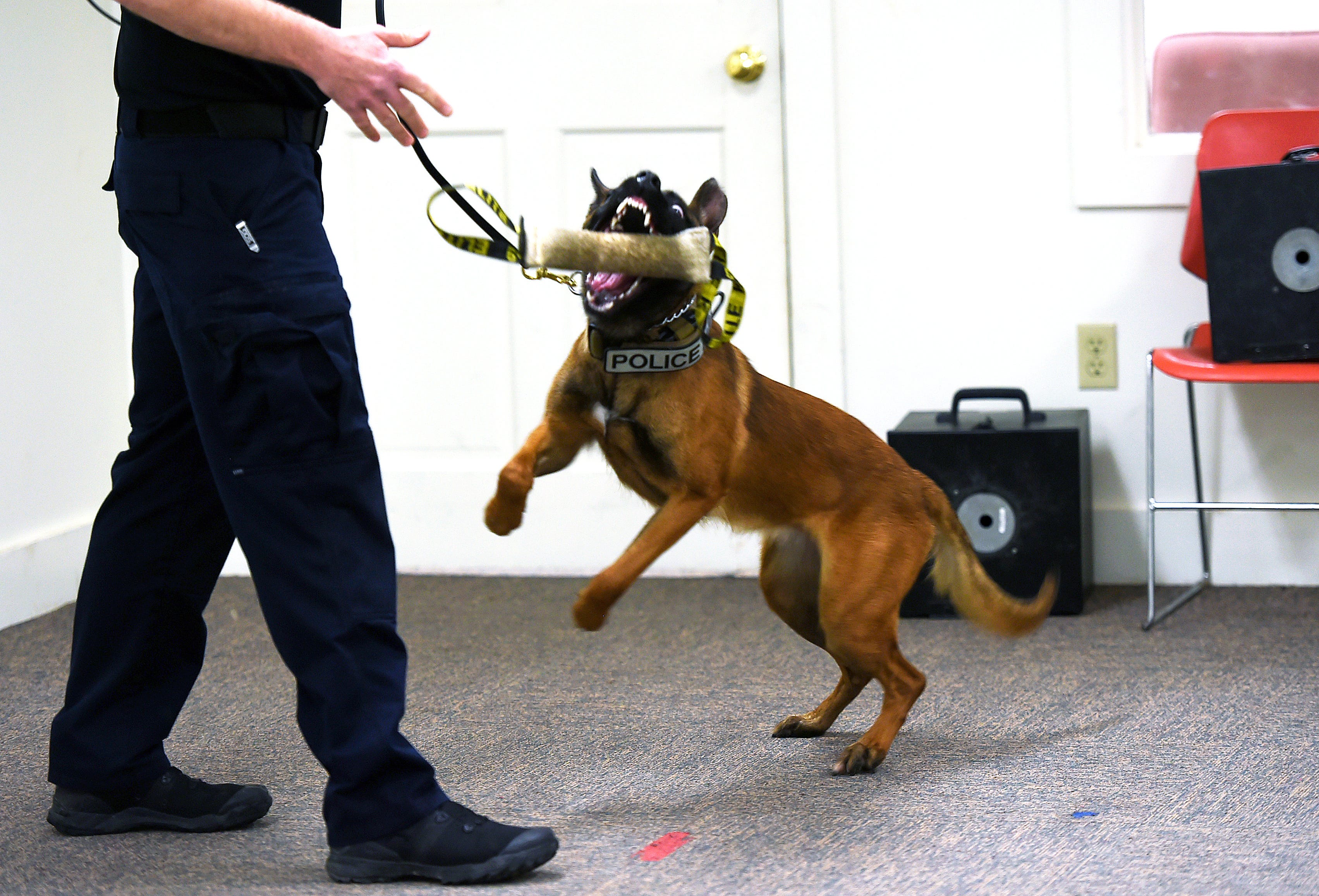 are drug dogs trained to smell edibles