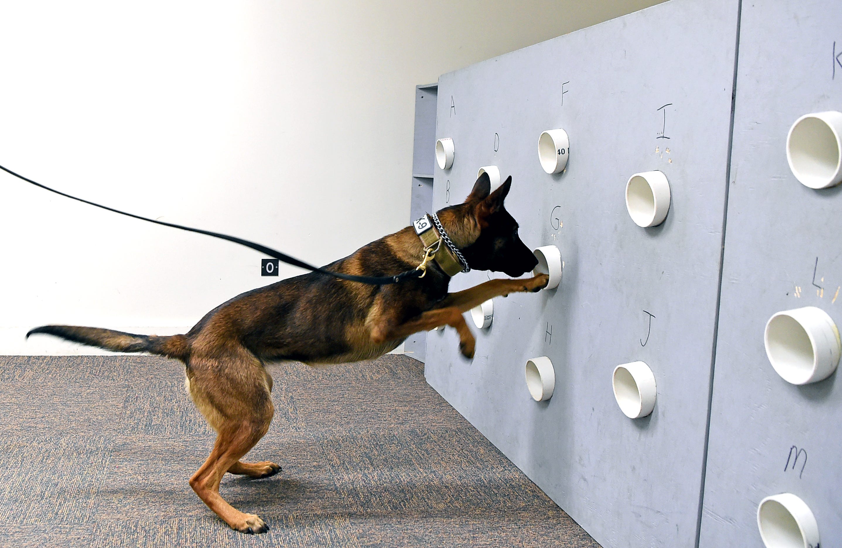 what drugs can sniffer dogs detect