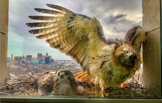 Family Of Hawks Make Home In Michigan Central Station Train