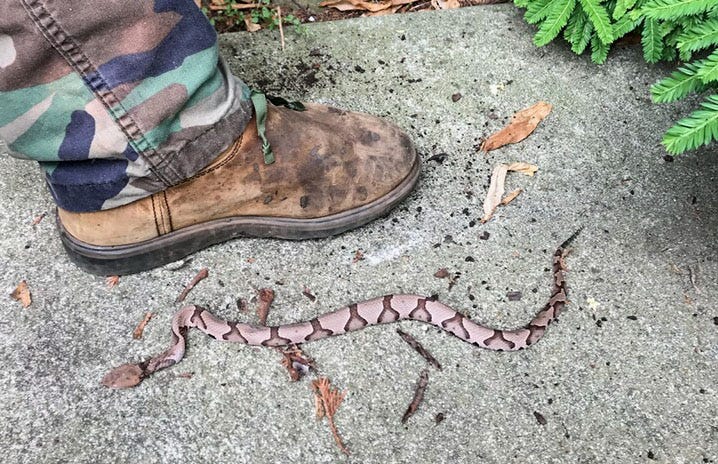 rural king snake boots