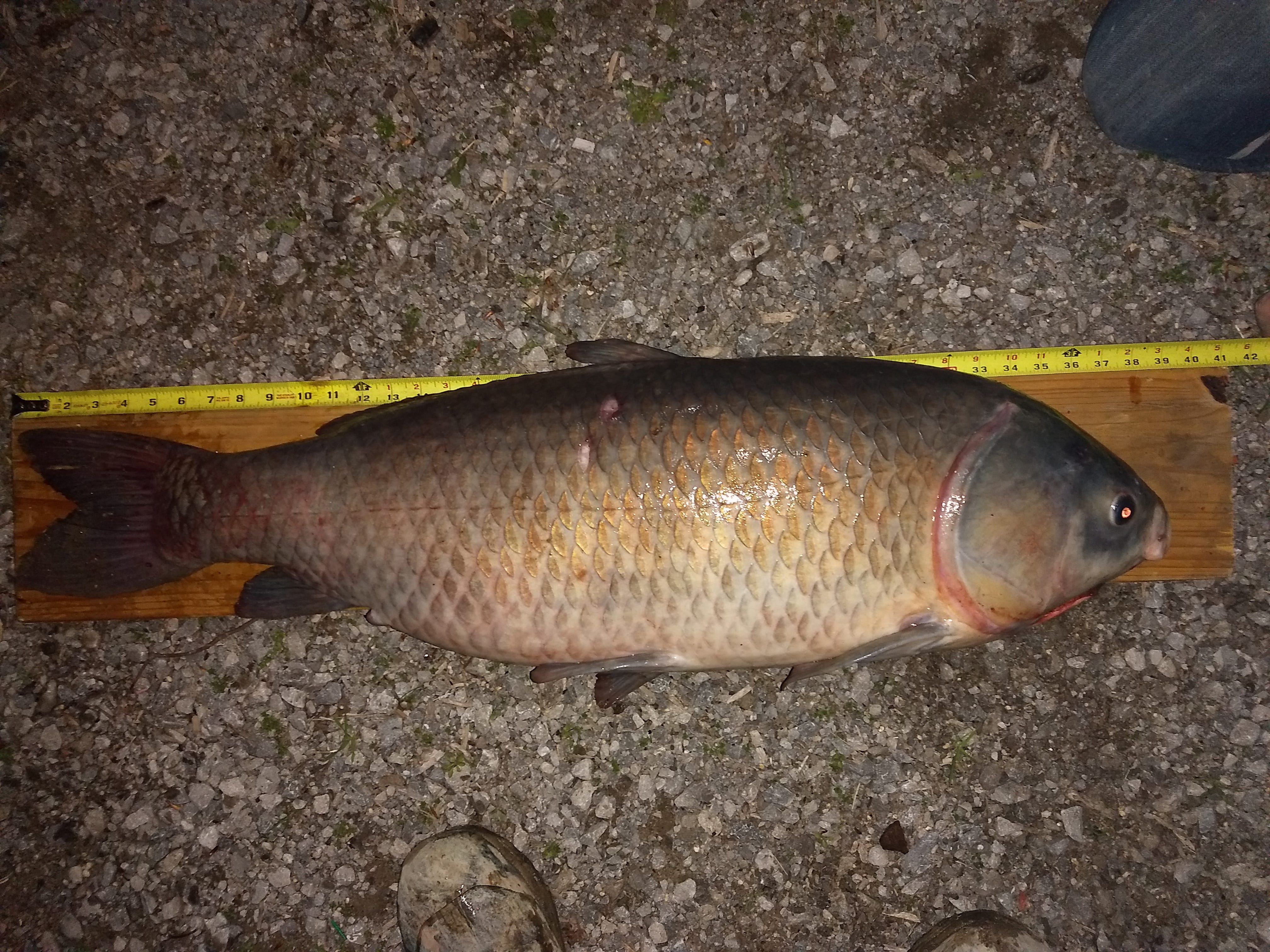 smallmouth buffalo texas fishing planet