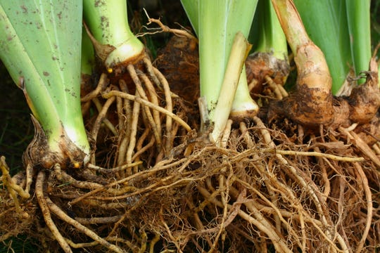 Bare Iris roots ready to transplant.