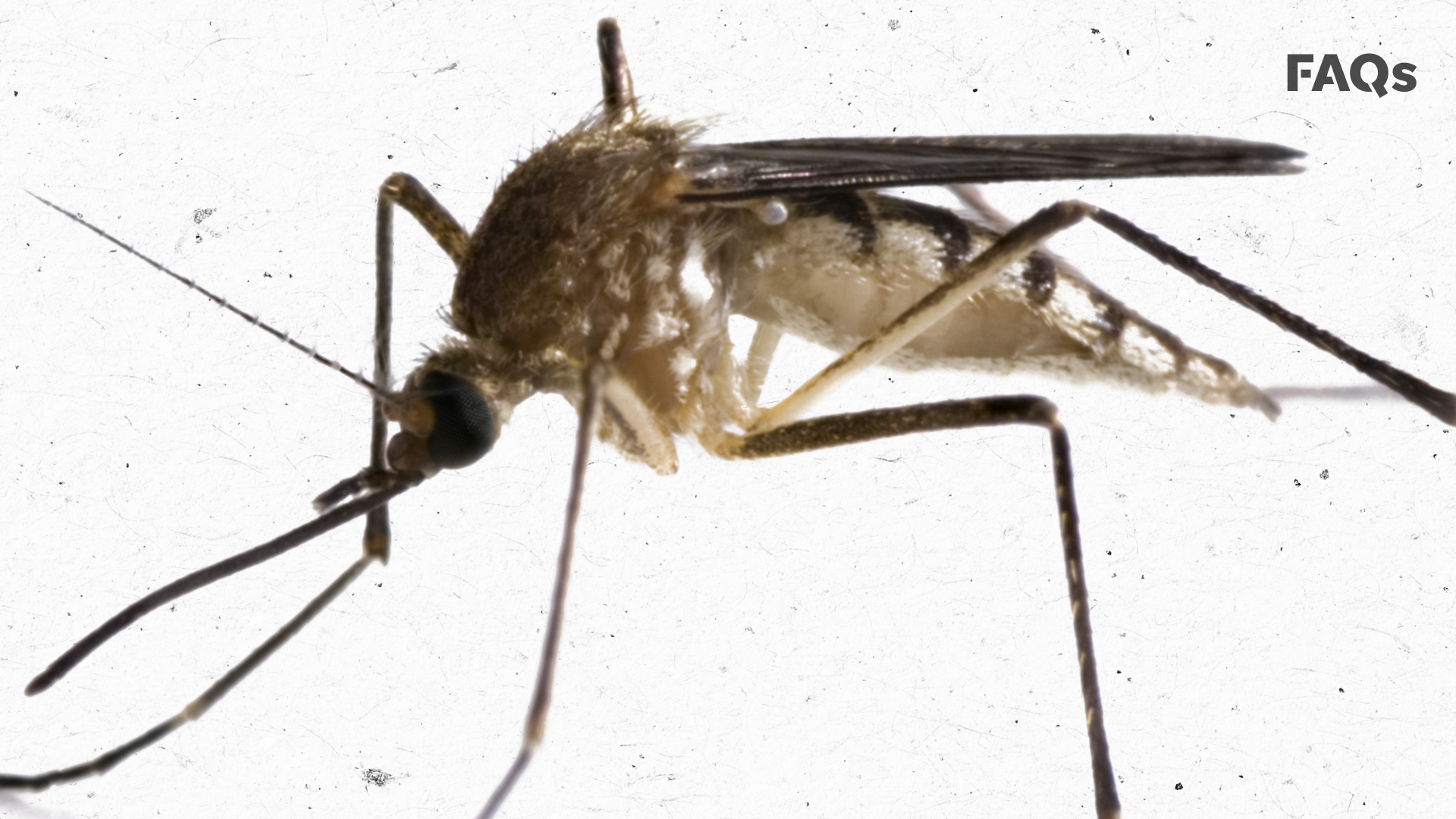 disease-carrying-mosquitoes-are-making-their-way-to-the-u-s