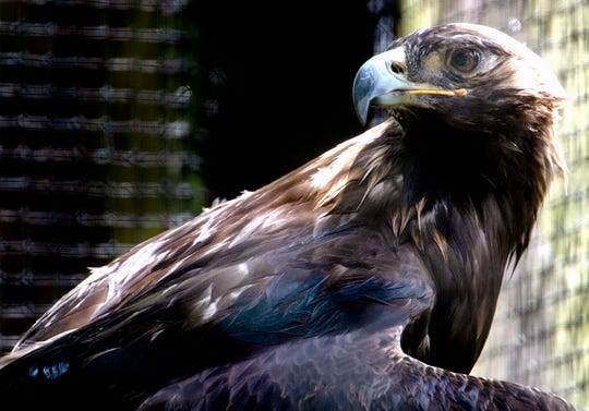 Radnor Lake State Park Bald Eagles Golden Eagle In New Aviary