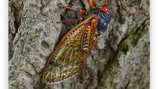 East Tennessee cicadas expected in 2021, but stragglers could show in 2020